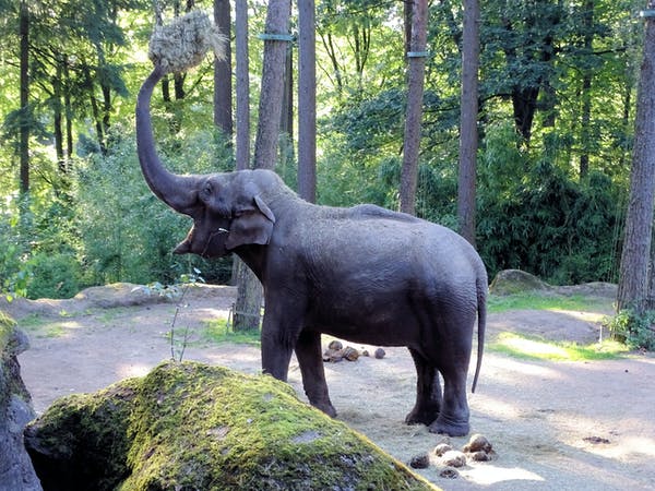 elephant image