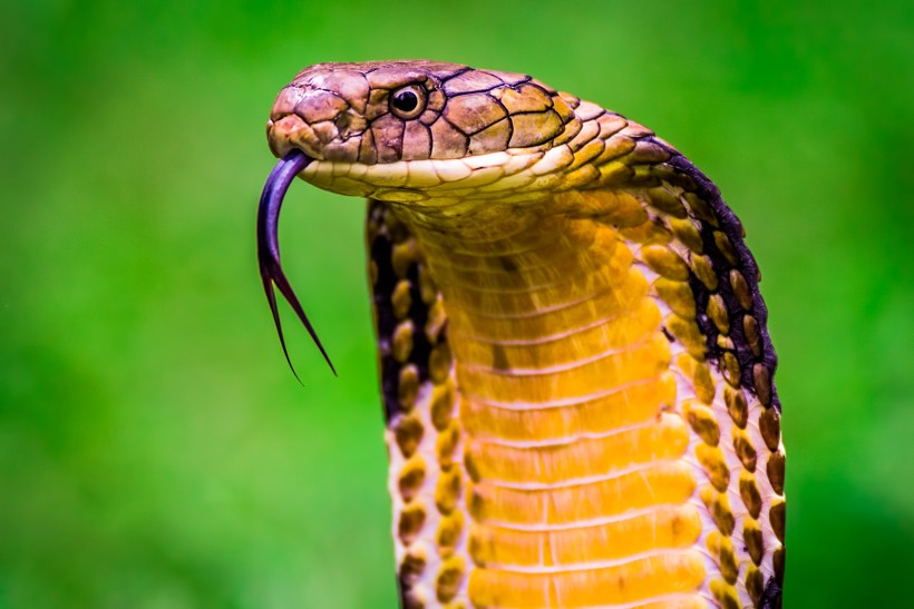 King cobra